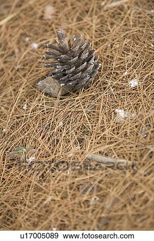 Stock Photo - Grass, Dry, Brown. Fotosearch