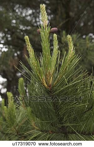 Stock Image - outdoors, day, daytime, close-up, plant, plant life. Fotosearch