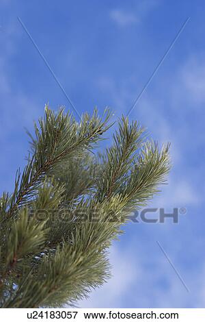 outdoors, day, daytime, close-up, plant, plant life View Large Photo Image Stock Photo - outdoors, day, daytime, close-up, plant, plant life. Fotosearch