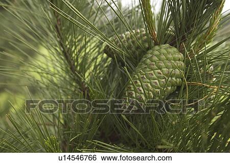 Stock Photograph - outdoors, day, daytime, close-up, plant, plant life. Fotosearch