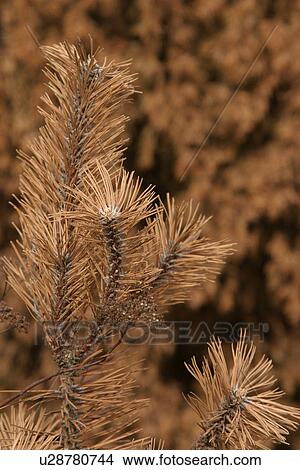 outdoors, day, daytime, plant, plant life, life form View Large Photo Image Picture - outdoors, day, daytime, plant, plant life, life form. Fotosearch