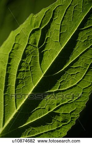 plant life, flora, environment, grow, life, stalk View Large Photo Image Stock Image - plant life, flora, environment, grow, life, stalk. Fotosearch