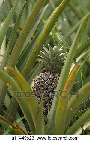 plant, plant life, flora, growth, green, environment View Large Photo Image Stock Image - plant, plant life, flora, growth, green, environment. Fotosearch
