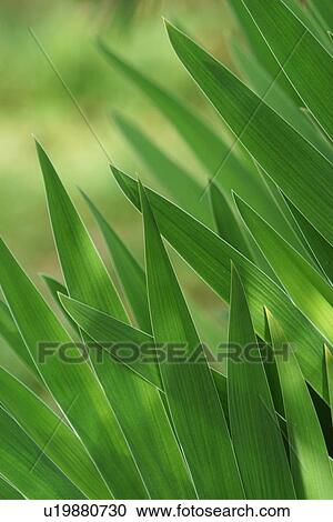 plant, plant life, flora, growth, green, environment View Large Photo Image Stock Image - plant, plant life, flora, growth, green, environment. Fotosearch