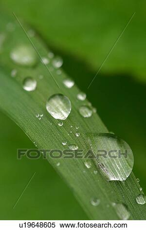 plant, plant life, flora, growth, green, environment View Large Photo Image Stock Photography - plant, plant life, flora, growth, green, environment. Fotosearch