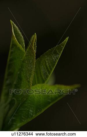 vegetation, wild, yield, fleshy, organic, foliage View Large Photo Image Picture - vegetation, wild, yield, fleshy, organic, foliage. Fotosearch