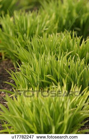 vegetation, wild, yield, fleshy, organic, foliage View Large Photo Image Stock Photo - vegetation, wild, yield, fleshy, organic, foliage. Fotosearch
