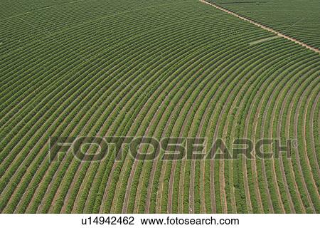 Stock Image - agricultural land, agriculture, aerial view. Fotosearch
