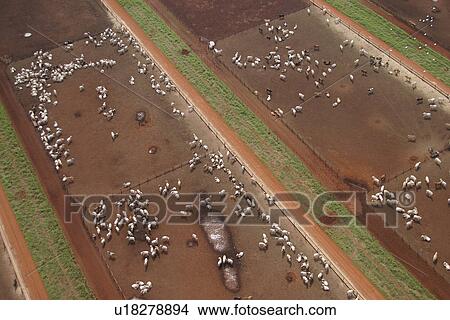 agriculture, animals, aerial view View Large Photo Image Picture - agriculture, animals, aerial view. Fotosearch