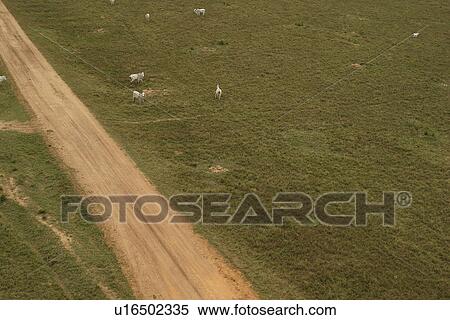 agriculture, animals, aerial view View Large Photo Image Stock Photography - agriculture, animals, aerial view. Fotosearch
