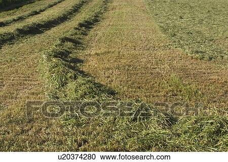 Stock Image - array, earth, agriculture. Fotosearch