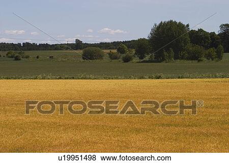 Stock Photo - Blue Sky, Day, Cultivation, Calm, Agriculture. Fotosearch