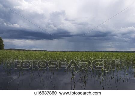 Stock Image - Calm, Climate, Clouds, Day, Farm. Fotosearch