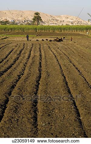 Crop, Domestic Animals, Farm, Farmer, Farmland View Large Photo Image Stock Photo - Crop, Domestic Animals, Farm, Farmer, Farmland. Fotosearch