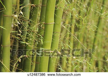 bamboo, bamboo plant, agriculture View Large Photo Image Stock Photograph - bamboo, bamboo plant, agriculture. Fotosearch