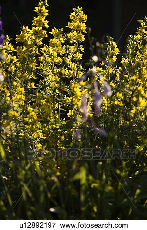 Stock Photo - Blooms, Blossoms, Close-Up, Day, Flora. Fotosearch
