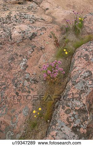 blooms, blossoms, environment, colorful, flora, field View Large Photo Image Stock Photo - blooms, blossoms, environment, colorful, flora, field. Fotosearch