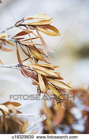 Stock Photo - Blurred, Branch, Calm, Close-Up, Grow. Fotosearch