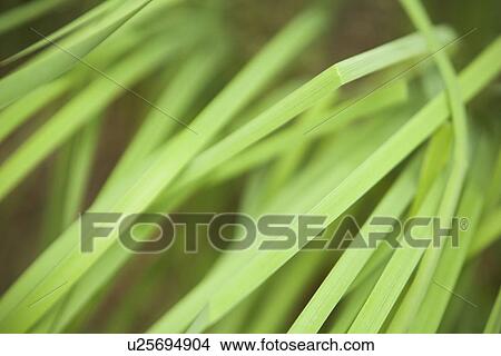Picture - Botany, Close-Up, Design, Detail, Environment. Fotosearch