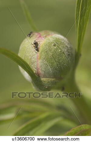 Stock Image - bud, budding, calm. Fotosearch