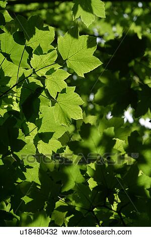 Stock Image - Calm, Close-Up, Day, Flora, Foliage. Fotosearch