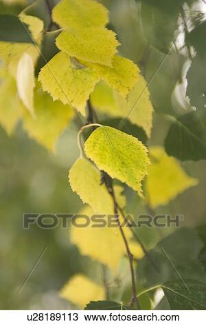 Calm, Close-Up, Day, Flora, Foliage View Large Photo Image Stock Image - Calm, Close-Up, Day, Flora, Foliage. Fotosearch