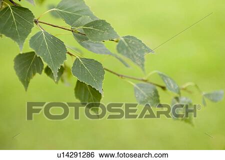 Stock Photograph - Calm, Close-Up, Day, Flora, Foliage. Fotosearch