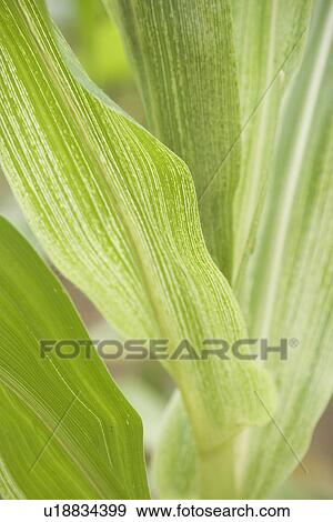 calm, close-up View Large Photo Image Stock Photo - calm, close-up. Fotosearch