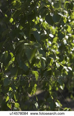 Picture - Calm, Habitat. Fotosearch