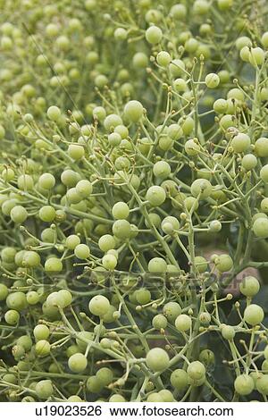 Stock Photograph - Close-Up, Cultivated, Day, Dense. Fotosearch