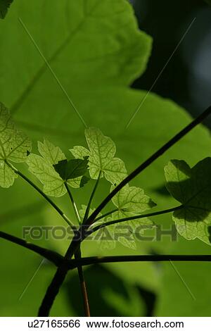 Stock Photograph - Close-Up, Outdoors, Calm. Fotosearch