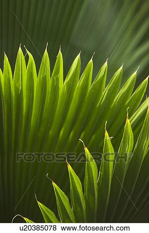 Stock Photo - Close-Up, Pointed. Fotosearch