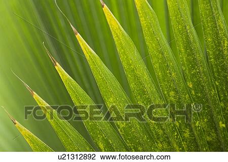 Day, Detail, Edging, Flora, Green View Large Photo Image Stock Image - Day, Detail, Edging, Flora, Green. Fotosearch