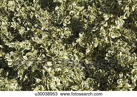 Stock Image - Day, Outdoors. Fotosearch