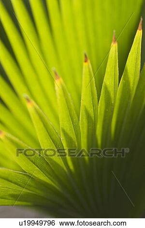 Stock Photograph - Day, Outdoors. Fotosearch
