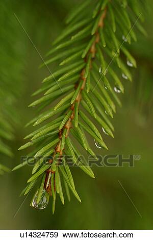 Stock Photo - drop, droplet, moisture, water, vegetation, wild. Fotosearch