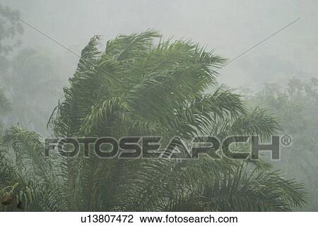 Stock Image - field, flora, grow, growth, life, plant. Fotosearch