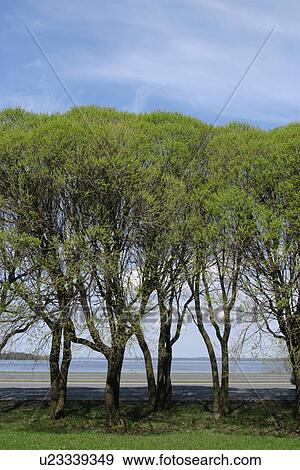 Stock Photo - natural, climate, season, seasonal, scenic, calm. Fotosearch