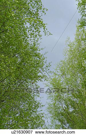 Stock Photo - natural, seasonal, scenic, calm, serene, placid. Fotosearch