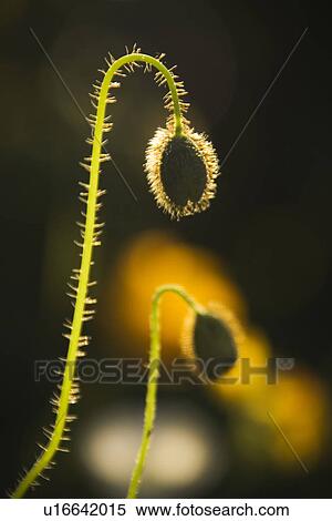 Stock Photography - Plant, Growth, Close-Up. Fotosearch