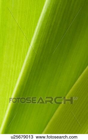 Stock Image - plant, leaves, leaf, leafage, life, grow. Fotosearch