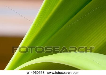 Stock Photo - plant, leaves, leaf, leafage, life, grow. Fotosearch