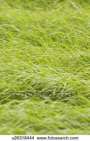 Picture - plant, plant life, flora, growth, green, environment. Fotosearch