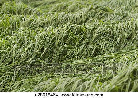 plant, plant life, flora, growth, green, environment View Large Photo Image Picture - plant, plant life, flora, growth, green, environment. Fotosearch