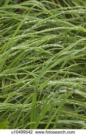 Stock Image - plant, plant life, flora, growth, green, environment. Fotosearch