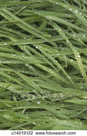 Stock Image - plant, plant life, flora, growth, green, environment. Fotosearch