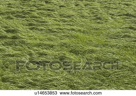 Stock Image - plant, plant life, flora, growth, green, environment. Fotosearch