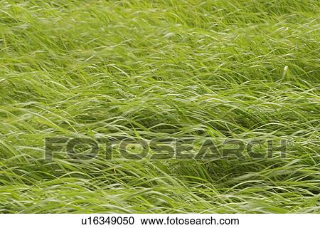 Stock Image - plant, plant life, flora, growth, green, environment. Fotosearch