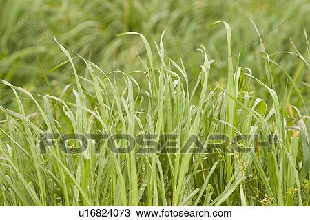 Stock Image - plant, plant life, flora, growth, green, environment. Fotosearch