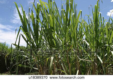 Stock Image - plant, plant life, flora, growth, green, environment. Fotosearch